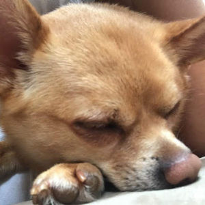 Meet your Posher, Thalia